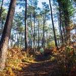 Dévrig Bouillet fait du trail dans la pinède de la Chambre au Loup