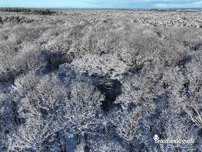 Neige - Chêne des Hindrés