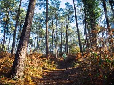 Dévrig Bouillet fait du trail dans la pinède de la Chambre au Loup