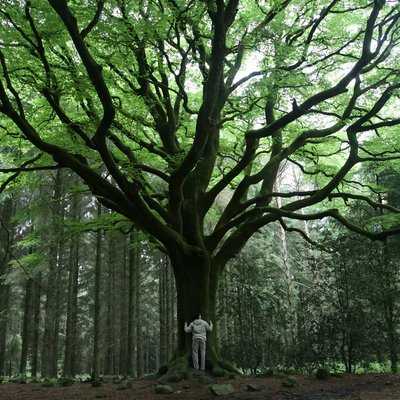 Parcours initiatique en forêt de Brocéliande La Hulotte