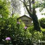 Rhododendrons en fleur devant l'ancienne cabane de Fernand Jaillet / (…)