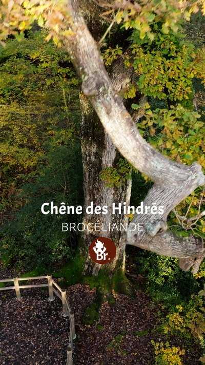 Chêne des Hindrés / Short