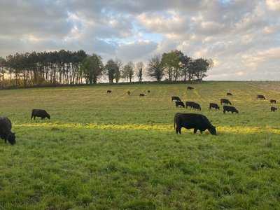 Ferme Joly Angus