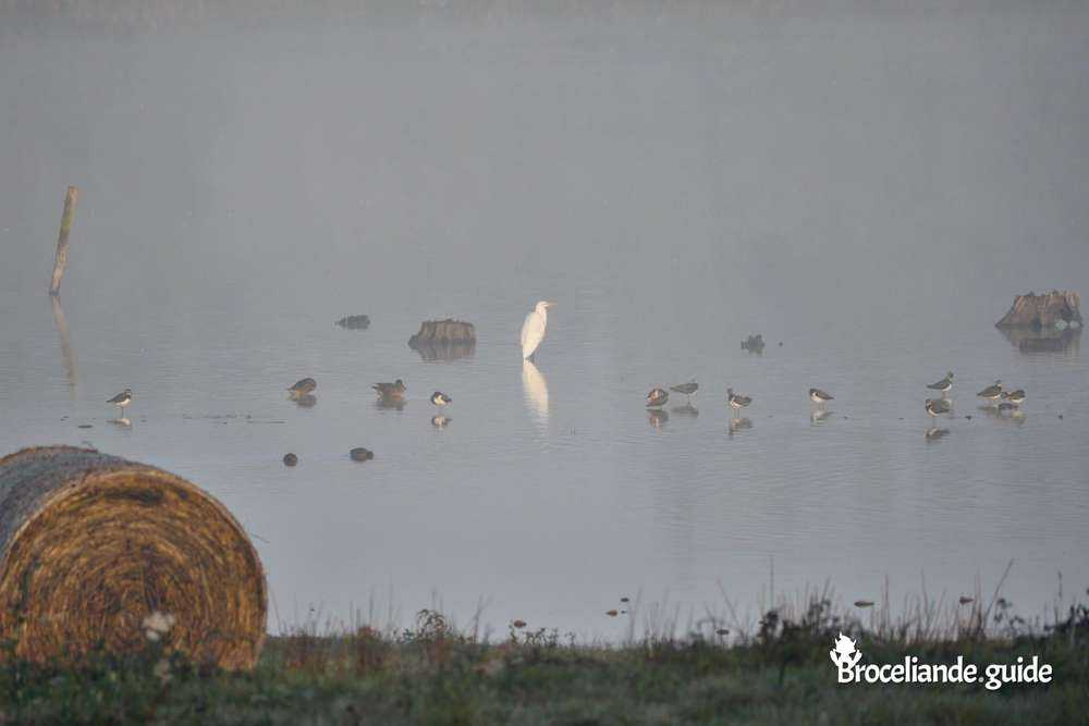 Réserve ornithologique du Domaine de Careil