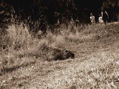 Ragondin aux Jardins de Brocéliande