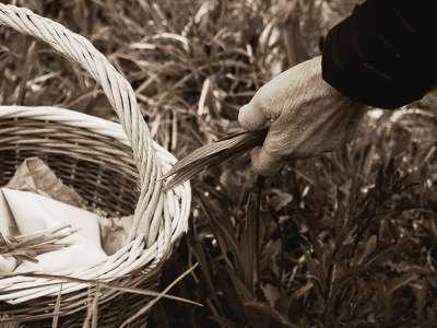 Atelier cueillette et cuisine de plantes sauvages avec Estelle Guilmain