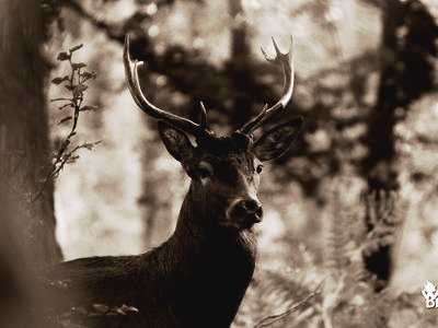 Cerf élaphe en Brocéliande