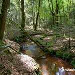 Bois de Melâtre et ruisseau de Comper