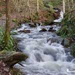 Les eaux du Rauco en hiver dévalent depuis les hauteurs du Val sans Retour - (...)