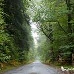 Route du Pas du Houx - Paysage d'automne en forêt de Brocéliande