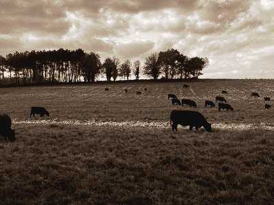 Ferme Joly Angus