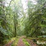 Bois des « arbres à fourrure » sur le sentier GR® Tour de Brocéliande