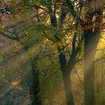 Lumière d'automne en forêt de Brocéliande