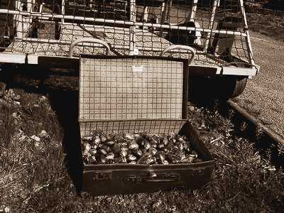 Chasse aux oeufs à la Gare vélo-rail de Médréac