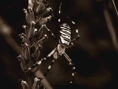 Araignée Agriope Frelon