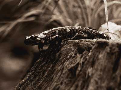 salamandre