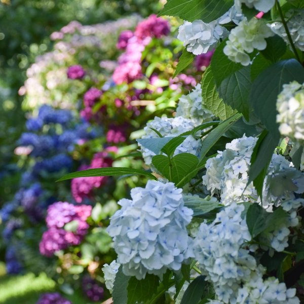 Hortensias aux Jardins de Brocéliande juillet 2023