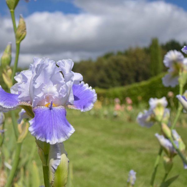 Collection d'Iris aux Jardins de Brocéliande 